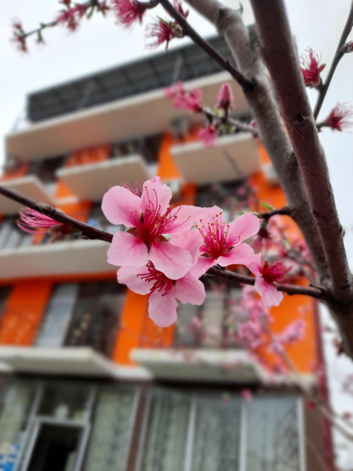 Vizitori Hotel 高尼奥 外观 照片